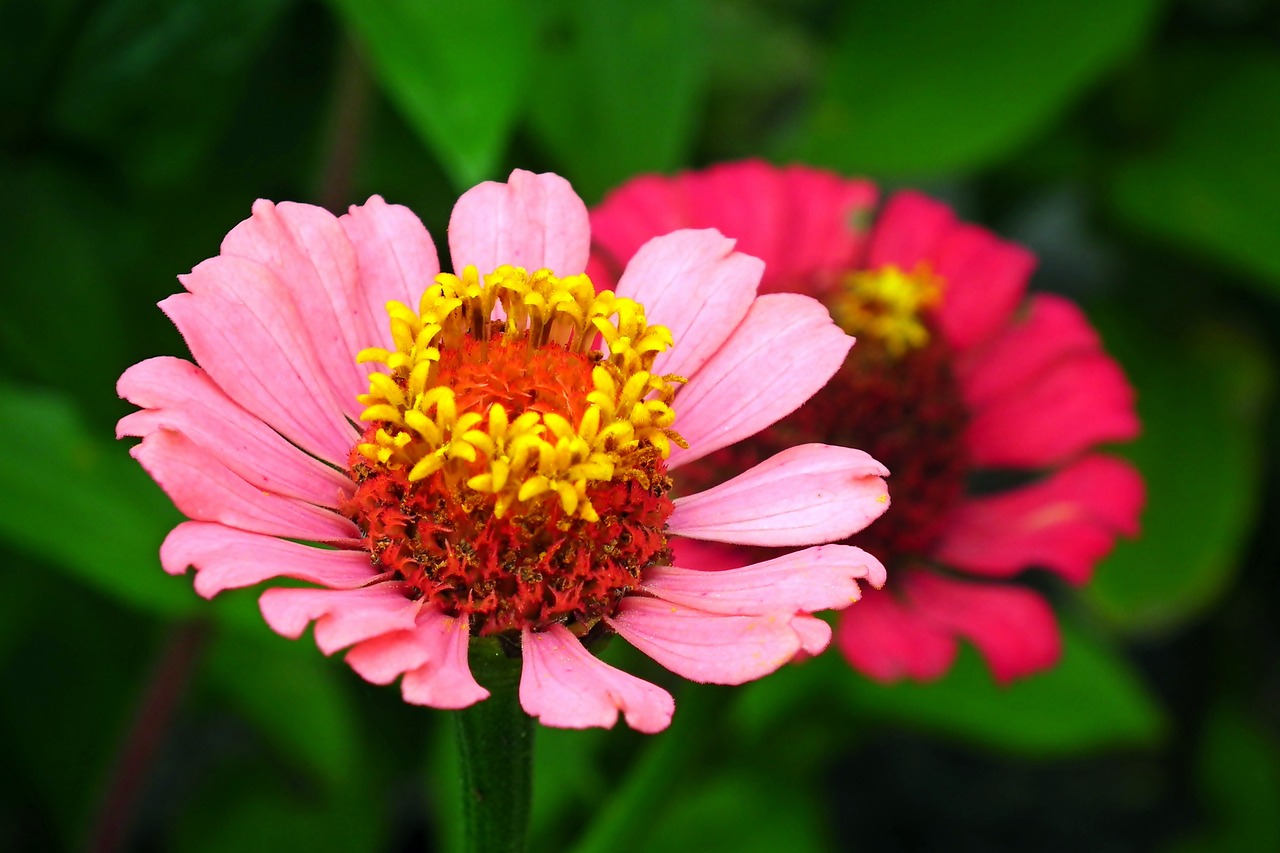 Growing and Decorating with Zinnias